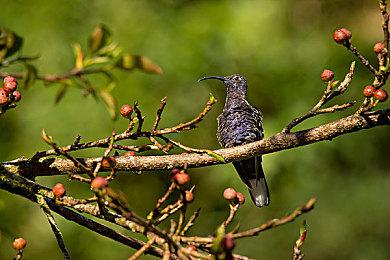 任天堂提醒玩家 实体店购买游戏赠送黄金点数最后1天
